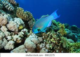 Image result for Chlorurus gibbus