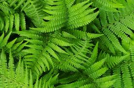Attēlu rezultāti vaicājumam “Dryopteris affinis”