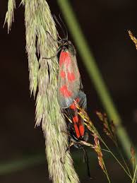 Attēlu rezultāti vaicājumam “Zygaena viciae”