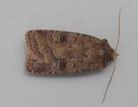 Attēlu rezultāti vaicājumam “Diarsia florida”