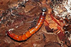 Attēlu rezultāti vaicājumam “Ampedus sp.”