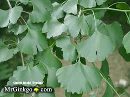Attēlu rezultāti vaicājumam “Ginkgo biloba leaf”