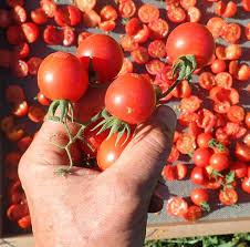 Attēlu rezultāti vaicājumam “Lycopersicon esculentum”
