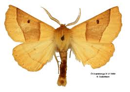 Attēlu rezultāti vaicājumam “Crocallis elinguaria”