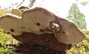 Attēlu rezultāti vaicājumam “Agathomyia wankowiczii”