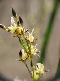 Attēlu rezultāti vaicājumam “Juncus balticus”