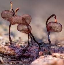 Attēlu rezultāti vaicājumam “Cribraria cancellata”