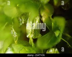 Attēlu rezultāti vaicājumam “Syntrichia latifolia macro”