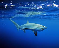 Image result for Alopias superciliosus