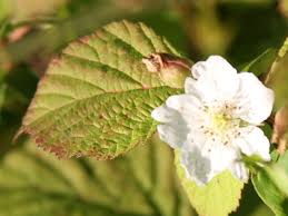 Attēlu rezultāti vaicājumam “Rubus caesius”