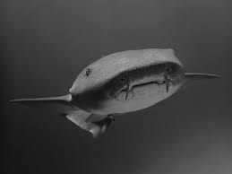 Image result for Ginglymostoma unami