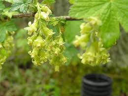 Attēlu rezultāti vaicājumam “Ribes nigrum flower”