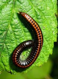 Attēlu rezultāti vaicājumam “Ommatoiulus sabulosus”