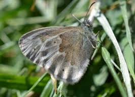 Attēlu rezultāti vaicājumam “Seligeria donniana sporophyte”