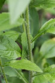 Attēlu rezultāti vaicājumam “Erigeron annuus leaf”