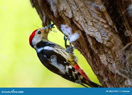 Attēlu rezultāti vaicājumam “Dendrocopos medius”