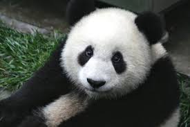 Résultat de recherche d'images pour "pandas"