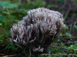 Attēlu rezultāti vaicājumam “Thelephora palmata”