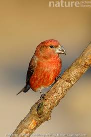 Attēlu rezultāti vaicājumam “Loxia pytyopsittacus male”