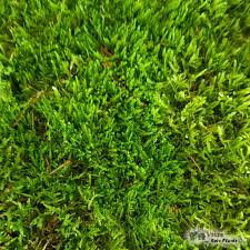 Attēlu rezultāti vaicājumam “Hypnum jutlandicum”