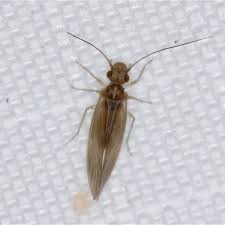 Attēlu rezultāti vaicājumam “Psocoptera”