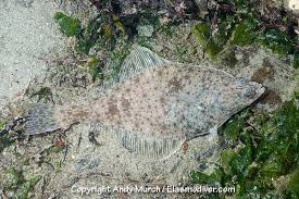 Image result for Parophrys vetulus