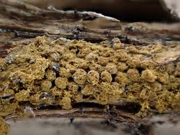 Attēlu rezultāti vaicājumam “Oligonema persimile”