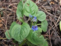 Image result for Omphalodes verna