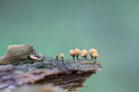 Attēlu rezultāti vaicājumam “Lycogala roseosporum sessile”