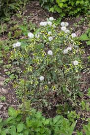Attēlu rezultāti vaicājumam “Senecio vulgaris”