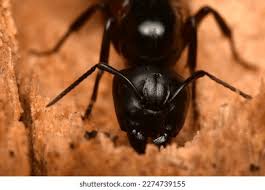 Attēlu rezultāti vaicājumam “Camponotus herculeanus”