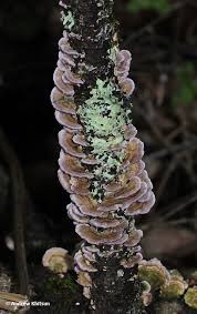 Attēlu rezultāti vaicājumam “Trichaptum abietinum”