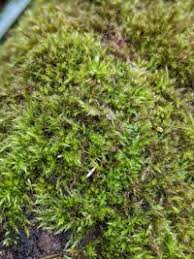 Attēlu rezultāti vaicājumam “Sciuro-hypnum populeum”