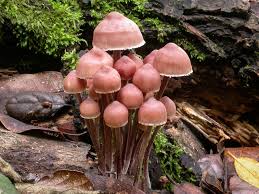 Attēlu rezultāti vaicājumam “Mycena haematopus”