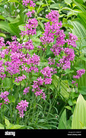Attēlu rezultāti vaicājumam “Silene viscaria flower”