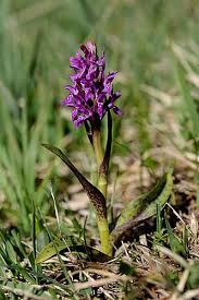Attēlu rezultāti vaicājumam “Dactylorhiza cruenta flower”