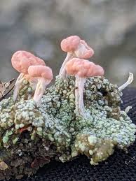 Attēlu rezultāti vaicājumam “Dibaeis baeomyces”