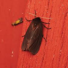 Attēlu rezultāti vaicājumam “Phragmatobia fuliginosa”