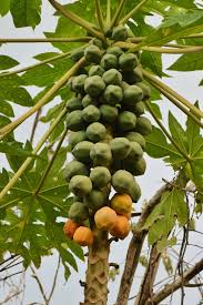 Image result for Carica papaya