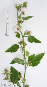 Image result for Althaea officinalis