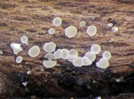 Attēlu rezultāti vaicājumam “Hyaloscypha hyalina”