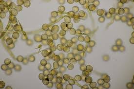 Attēlu rezultāti vaicājumam “Trichia decipiens”