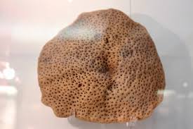 Attēlu rezultāti vaicājumam “Spongia”