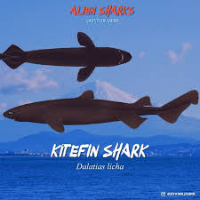 Image result for Dalatias licha