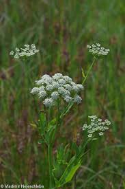 Attēlu rezultāti vaicājumam “Berula erecta”