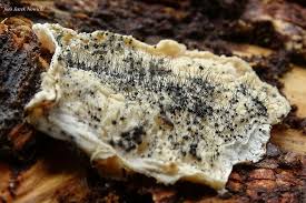 Attēlu rezultāti vaicājumam “Ophiostoma polyporicola”