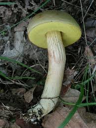 Attēlu rezultāti vaicājumam “Xerocomus subtomentosus”