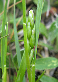 Attēlu rezultāti vaicājumam “Danthonia decumbens fruit”