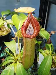 Attēlu rezultāti vaicājumam “Edwardsiana geometrica”