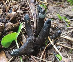 Attēlu rezultāti vaicājumam “Badhamia lilacina plasmodium”